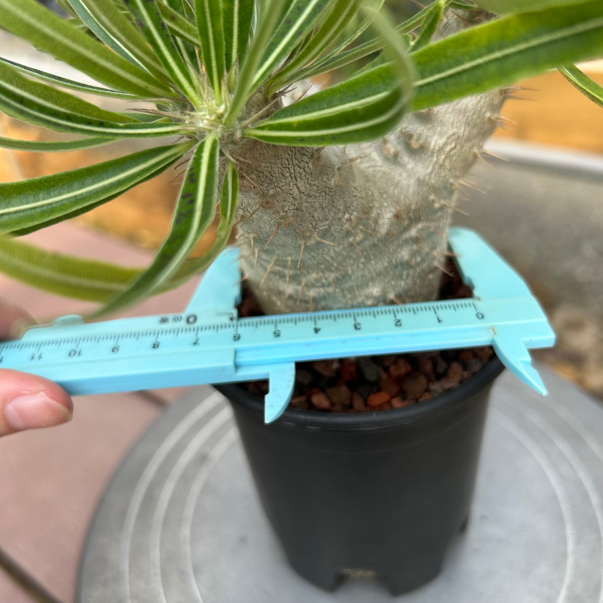Pachypodium rosulatum var. gracilius