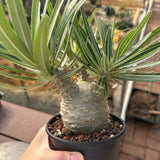Pachypodium rosulatum var. gracilius