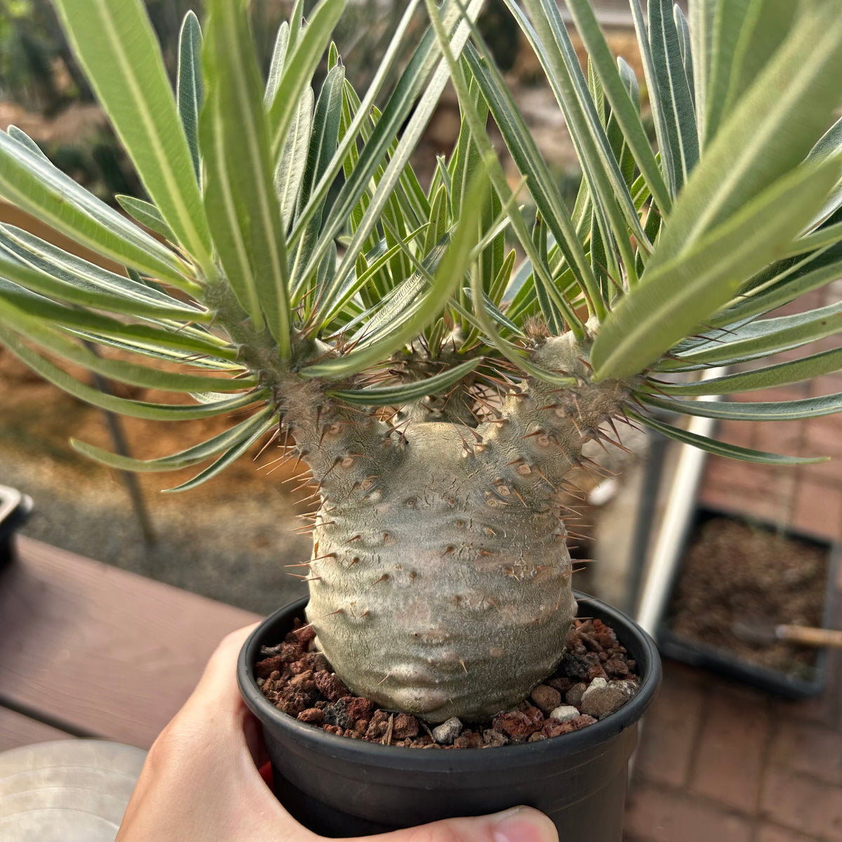 Pachypodium rosulatum var. gracilius