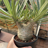 Pachypodium rosulatum var. gracilius
