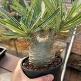 Pachypodium rosulatum var. gracilius