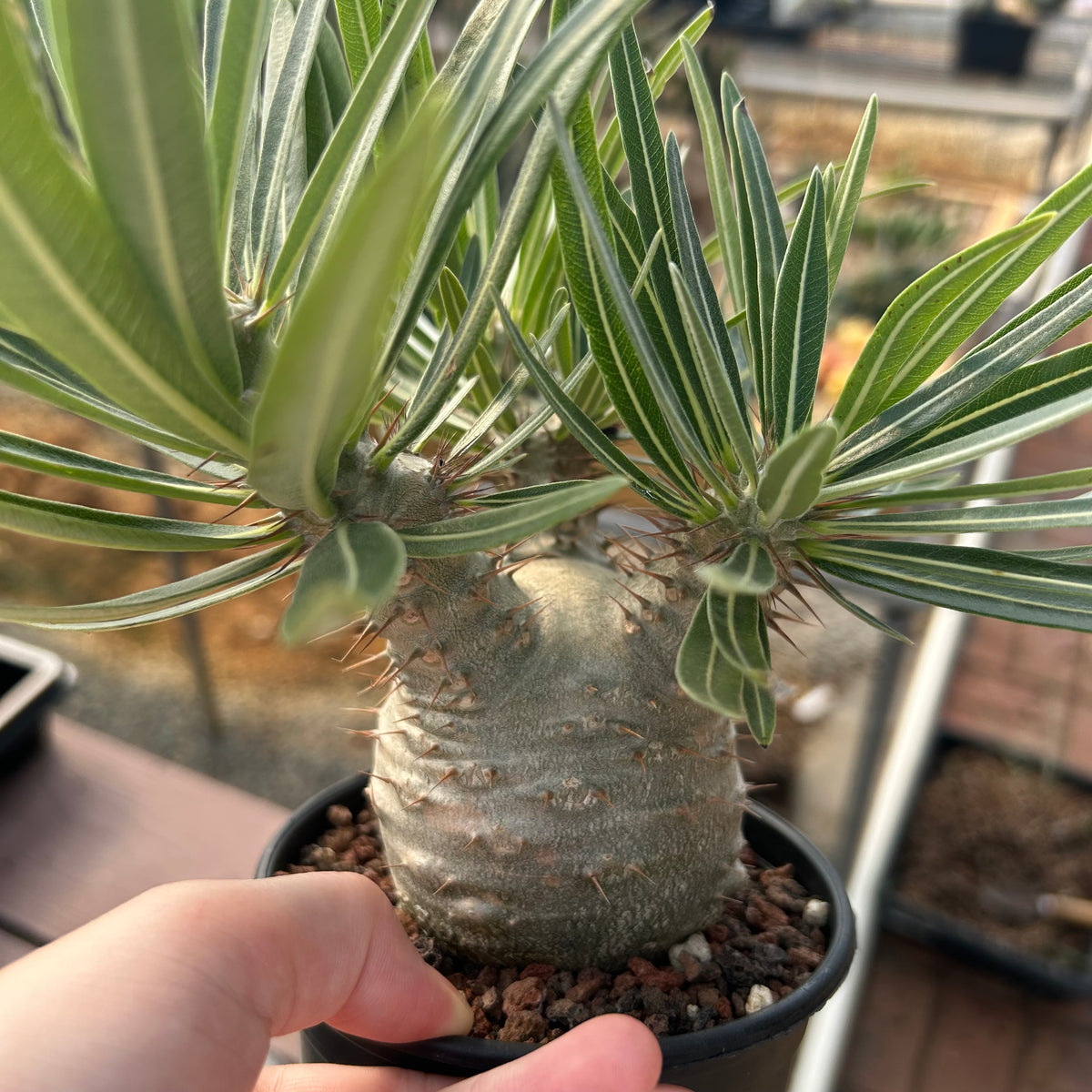 Pachypodium rosulatum var. gracilius