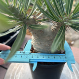 Pachypodium rosulatum var. gracilius