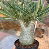 Pachypodium rosulatum var. gracilius