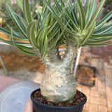 Pachypodium rosulatum var. gracilius