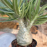 Pachypodium rosulatum var. gracilius