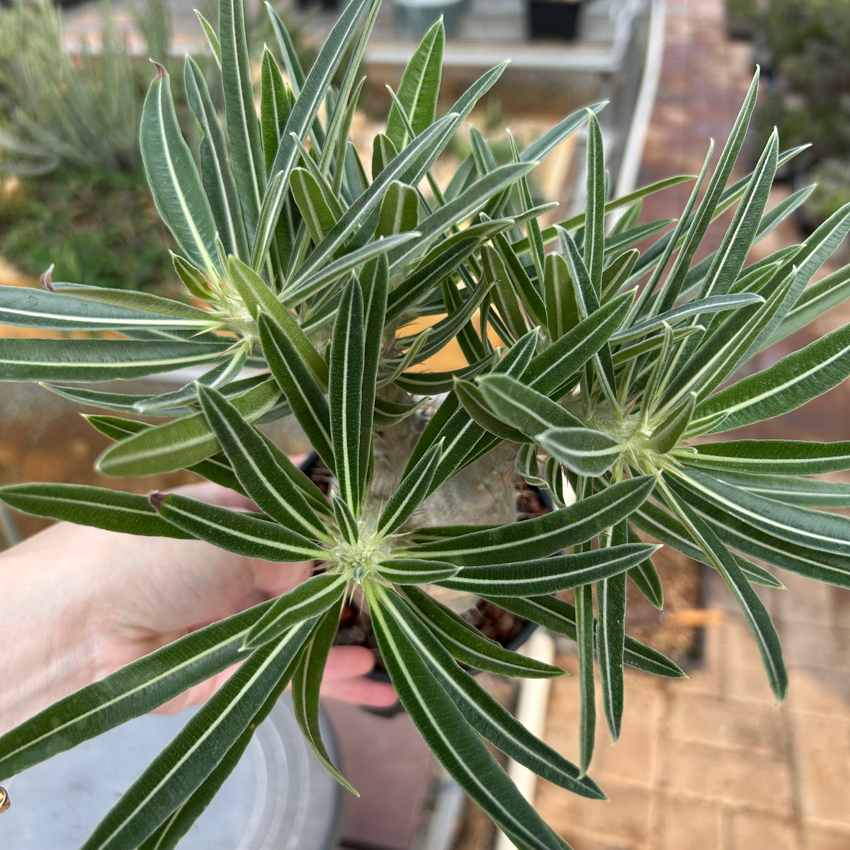 Pachypodium rosulatum var. gracilius