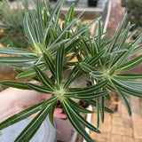 Pachypodium rosulatum var. gracilius