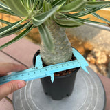 Pachypodium rosulatum var. gracilius