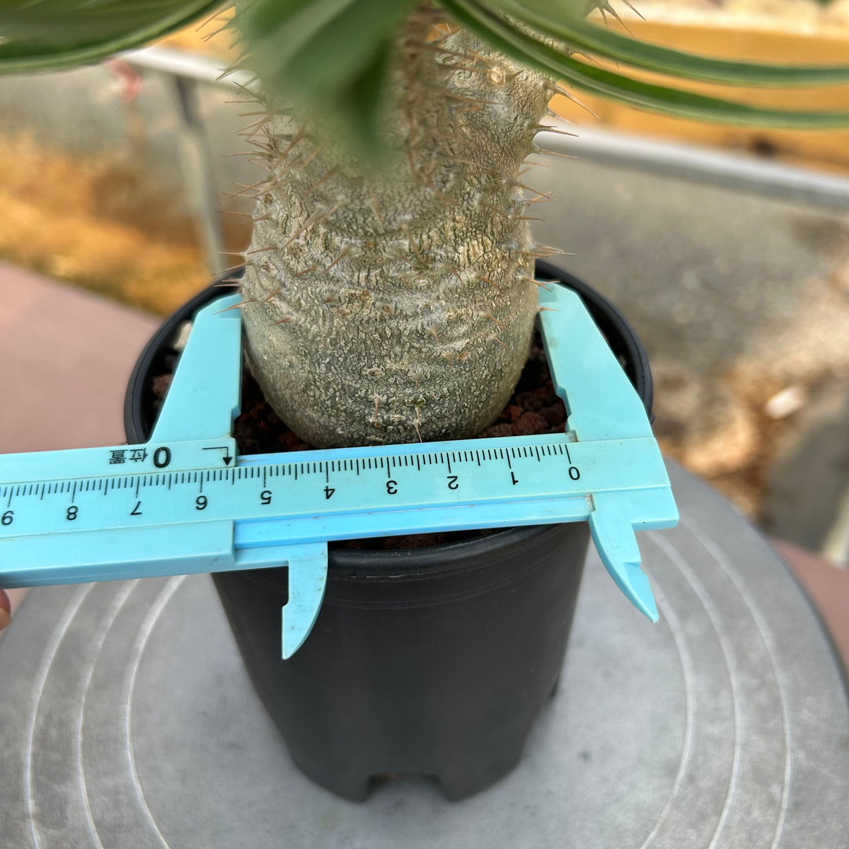 Pachypodium rosulatum var. gracilius