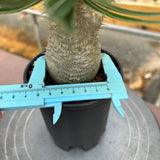 Pachypodium rosulatum var. gracilius