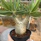 Pachypodium rosulatum var. gracilius