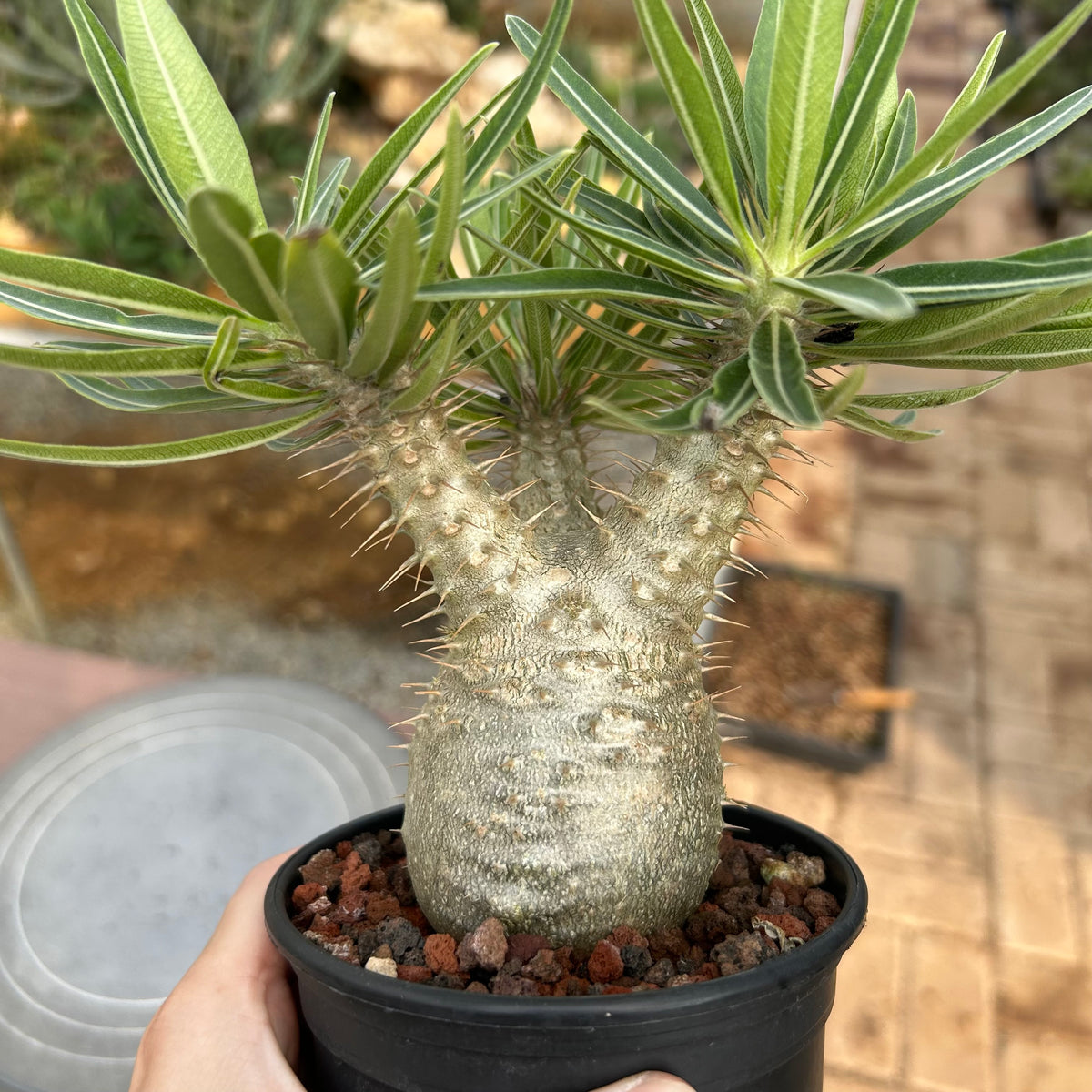 Pachypodium rosulatum var. gracilius
