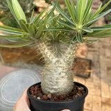 Pachypodium rosulatum var. gracilius