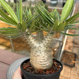 Pachypodium rosulatum var. gracilius