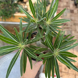 Pachypodium rosulatum var. gracilius