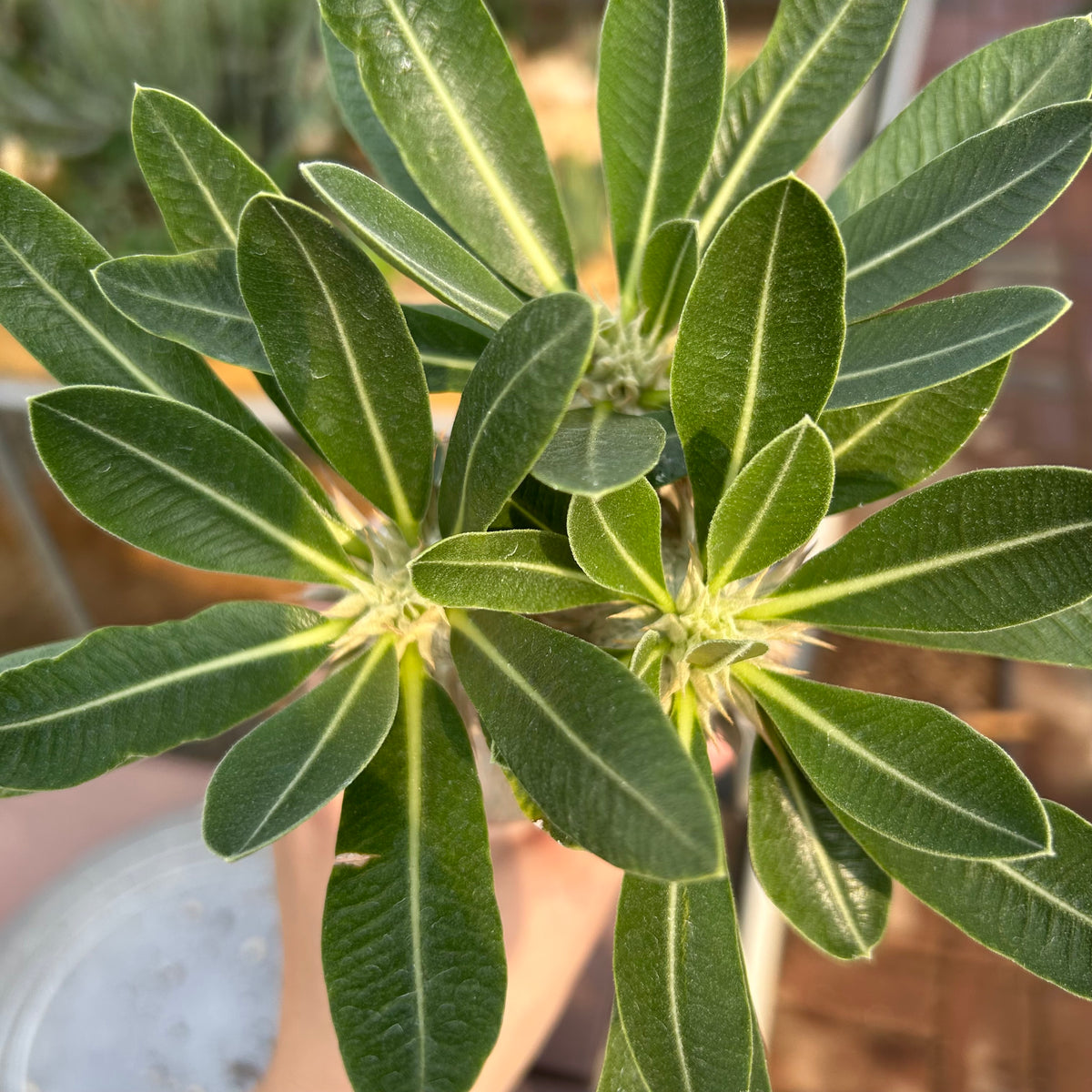 Pachypodium eburneum