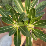 Pachypodium eburneum