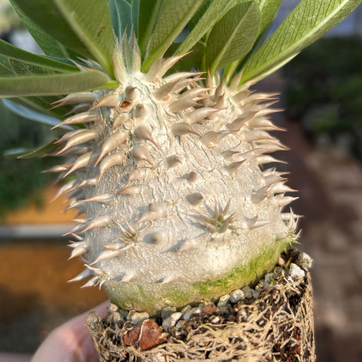 Pachypodium eburneum