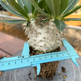 Pachypodium eburneum