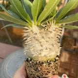 Pachypodium eburneum