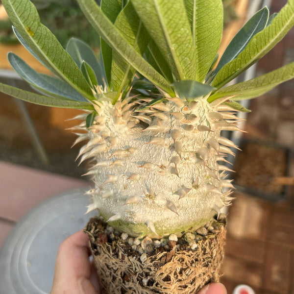 Pachypodium eburneum