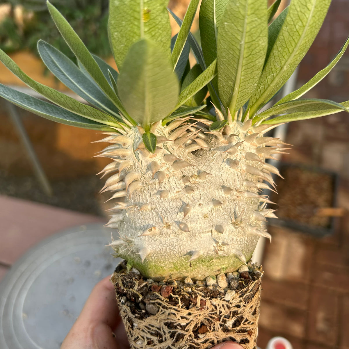 Pachypodium eburneum