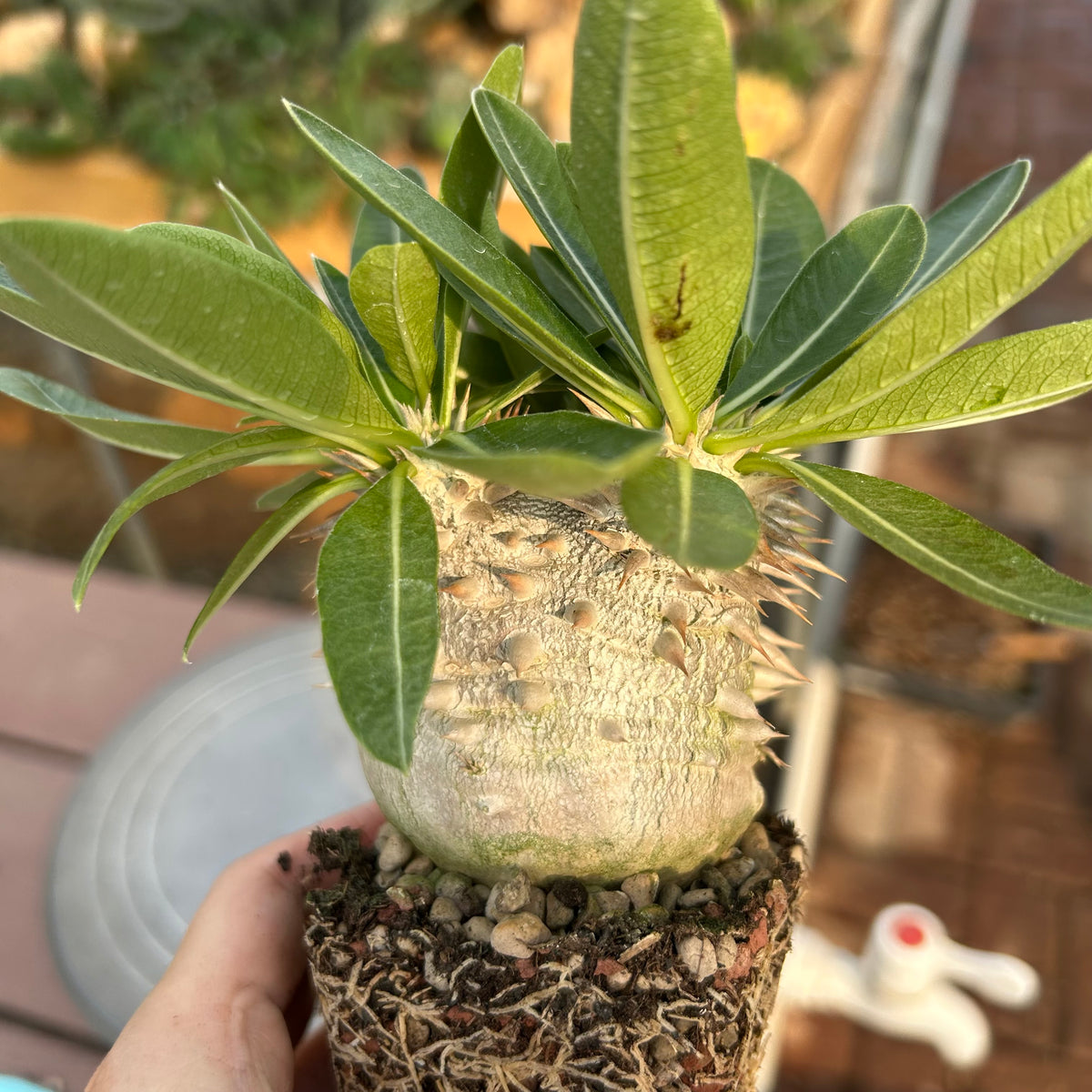 Pachypodium eburneum