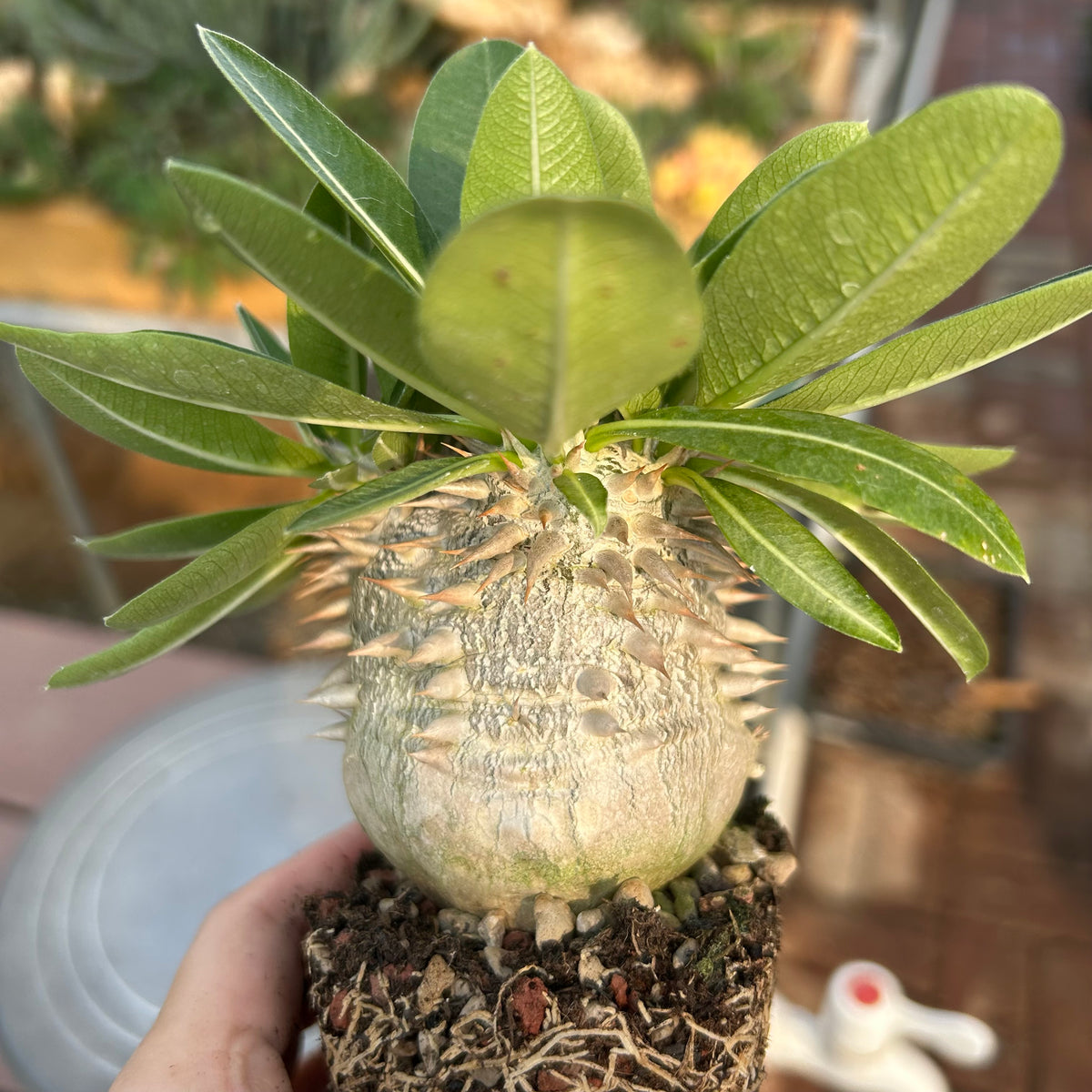Pachypodium eburneum