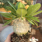Pachypodium eburneum