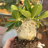 Pachypodium eburneum