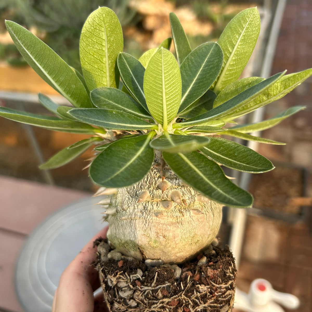 Pachypodium eburneum