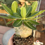 Pachypodium eburneum