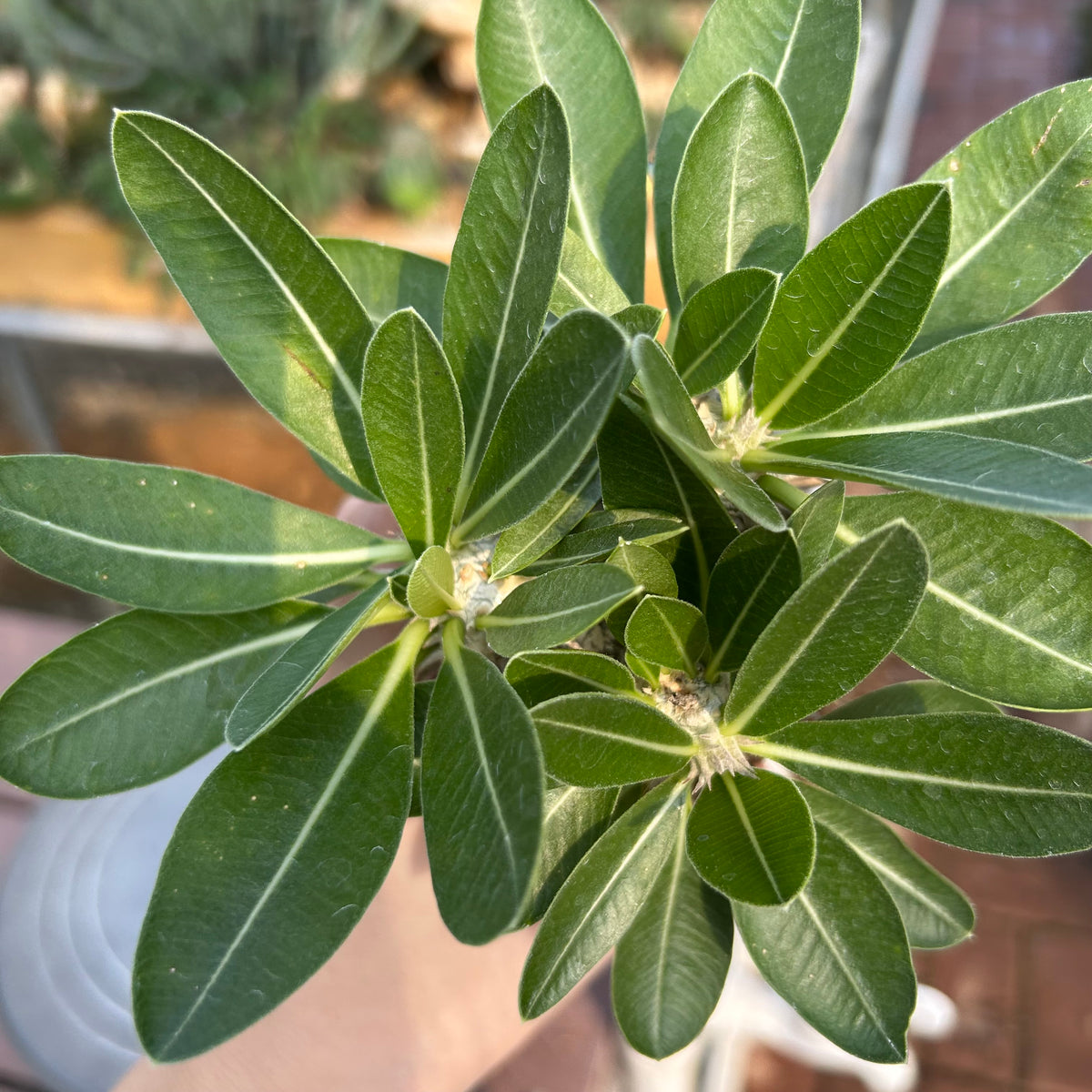 Pachypodium eburneum
