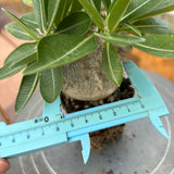 Pachypodium eburneum