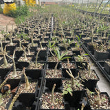 Adenium swazicum-Adenium-W2.5-3cm-image-4