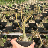 Adenium swazicum-Adenium-W2.5-3cm-image-2
