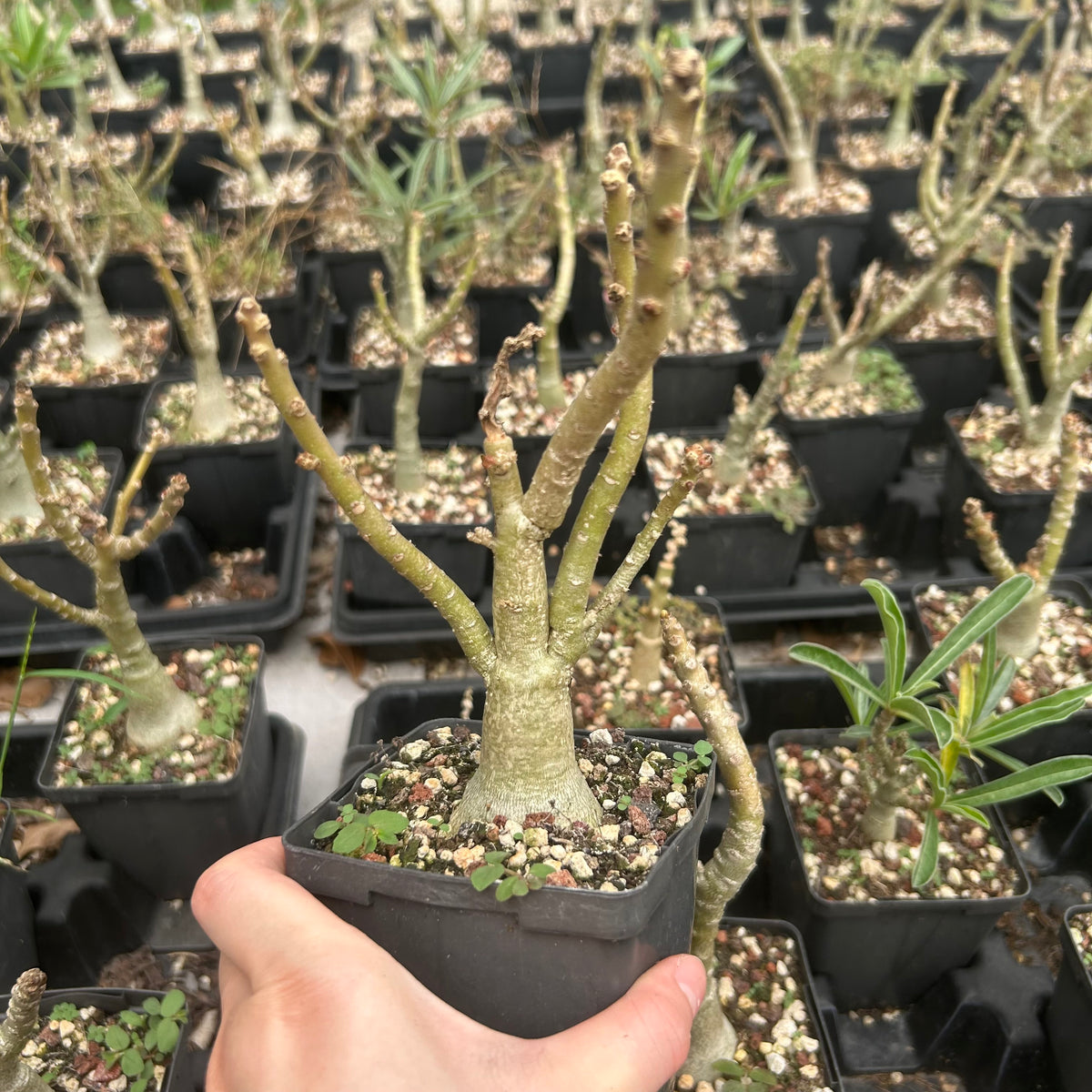 Adenium swazicum-Adenium-W2.5-3cm-image-3