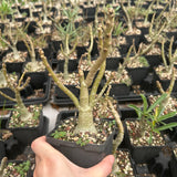 Adenium swazicum-Adenium-W2.5-3cm-image-3