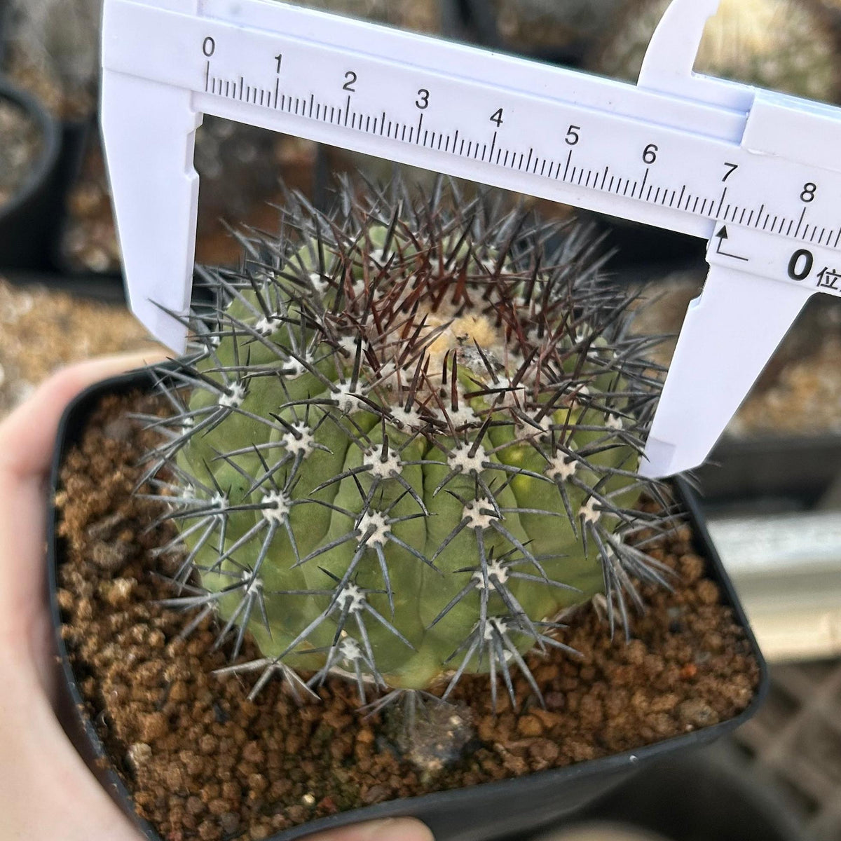 Copiapoa calderana