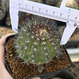 Copiapoa calderana