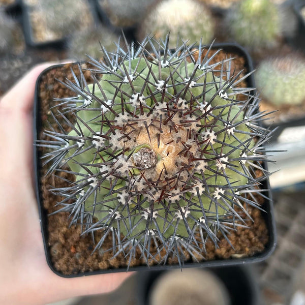 Copiapoa calderana
