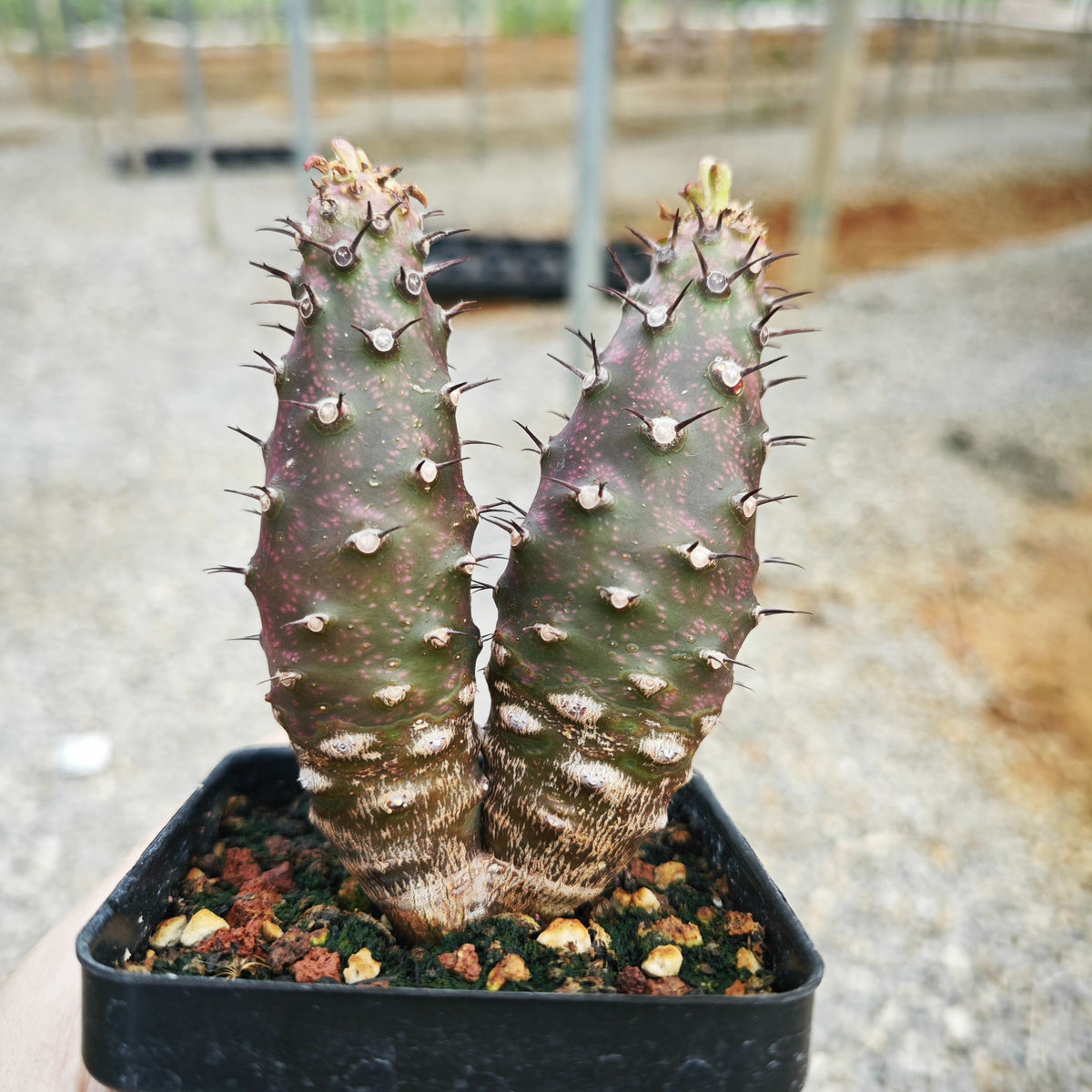 Euphorbia pachypodioides
