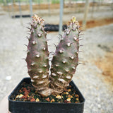 Euphorbia pachypodioides