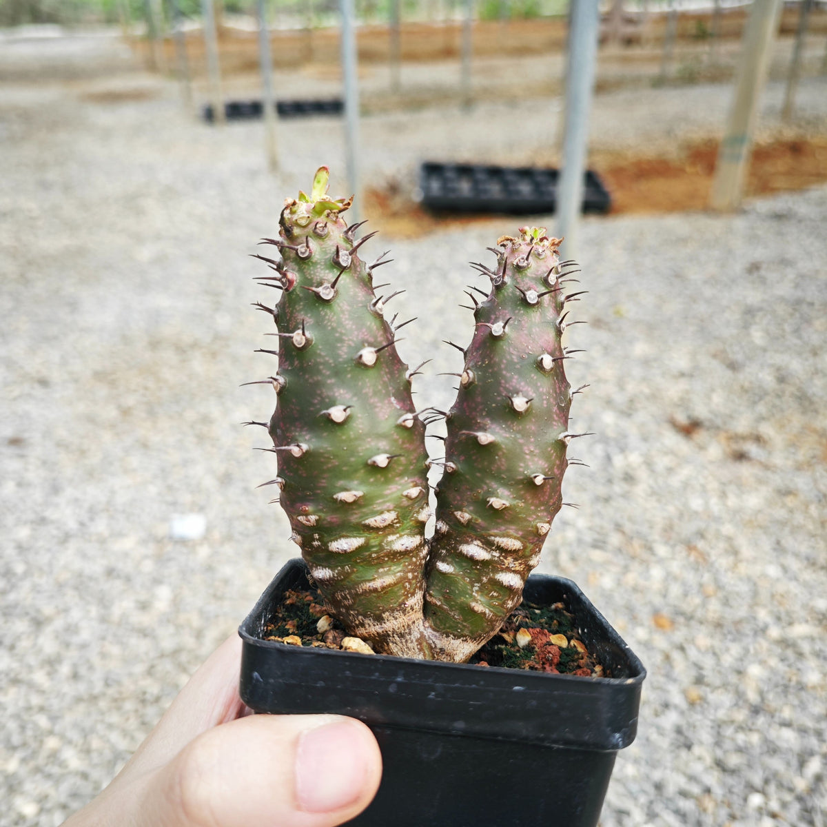 Euphorbia pachypodioides