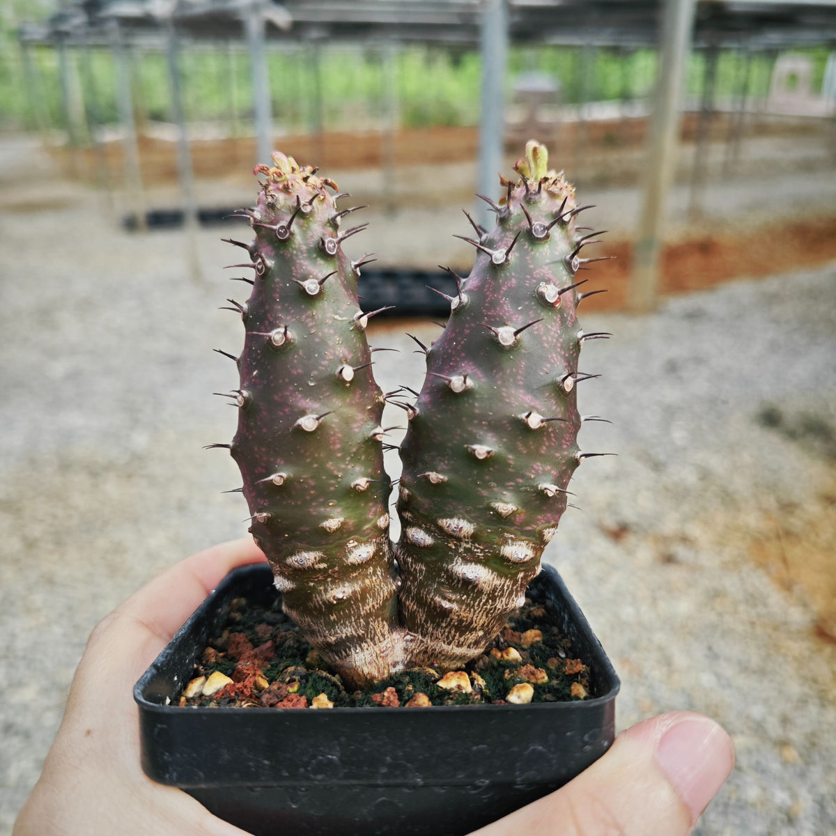 Euphorbia pachypodioides
