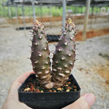 Euphorbia pachypodioides