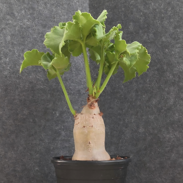 Cyphostemma uter var. macropus (Angola)