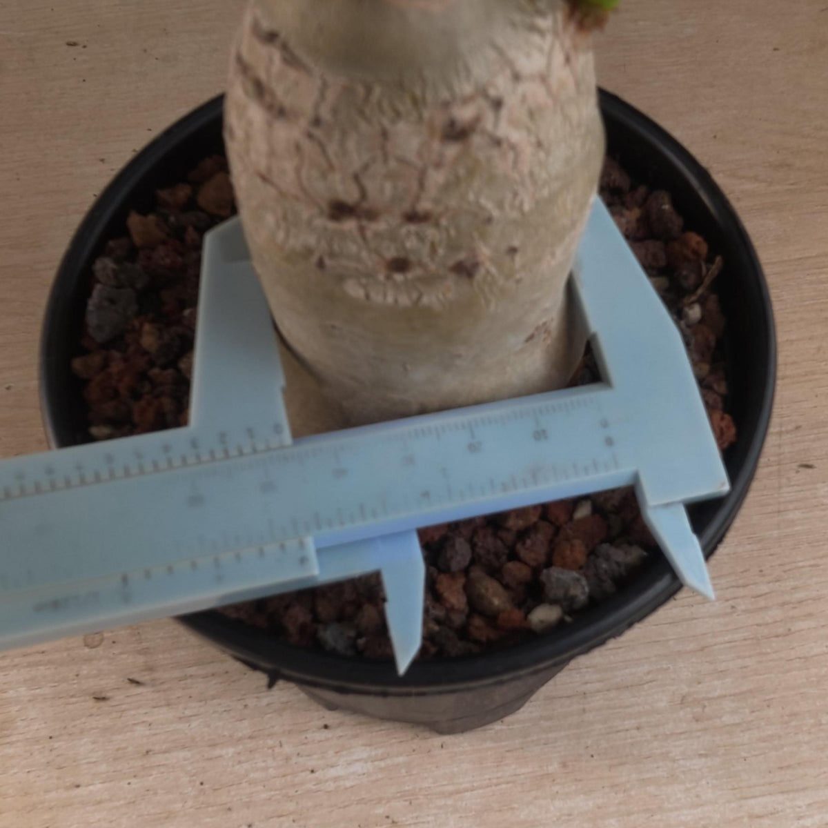 Cyphostemma uter var. macropus (Angola)