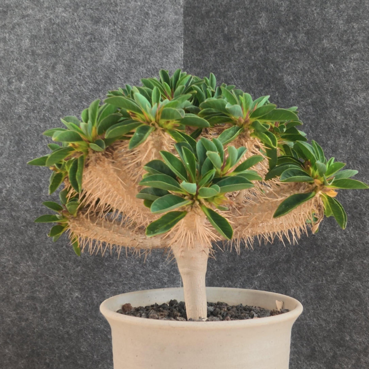 Euphorbia guillauminiana